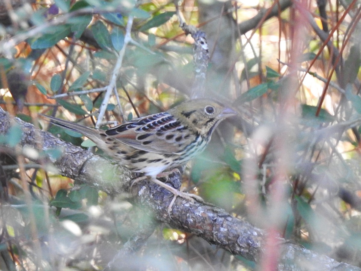 Henslow's Sparrow - ML508259511
