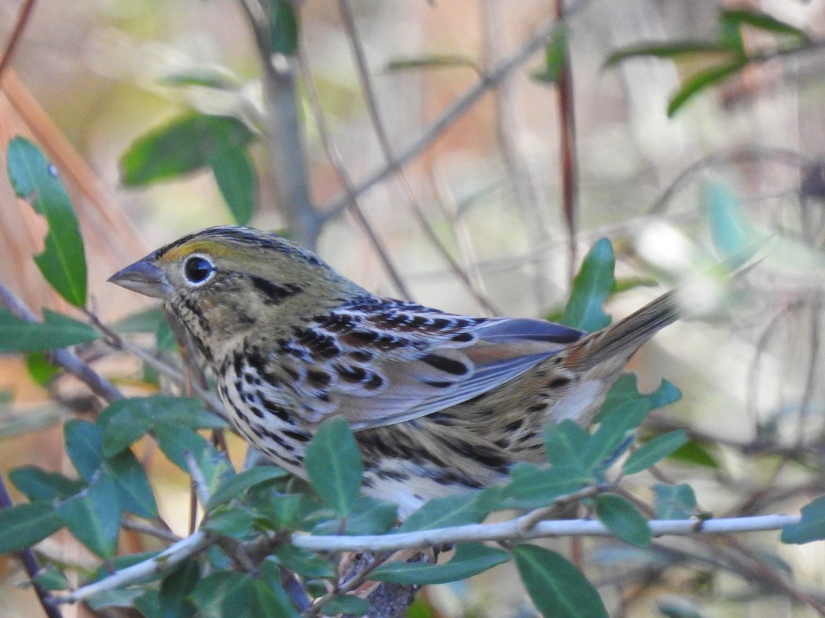 Henslow's Sparrow - ML508259521