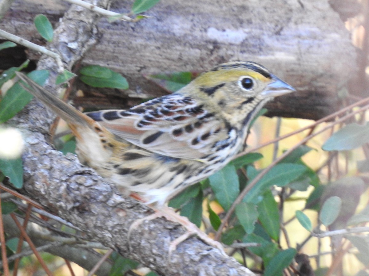 Henslow's Sparrow - ML508259531