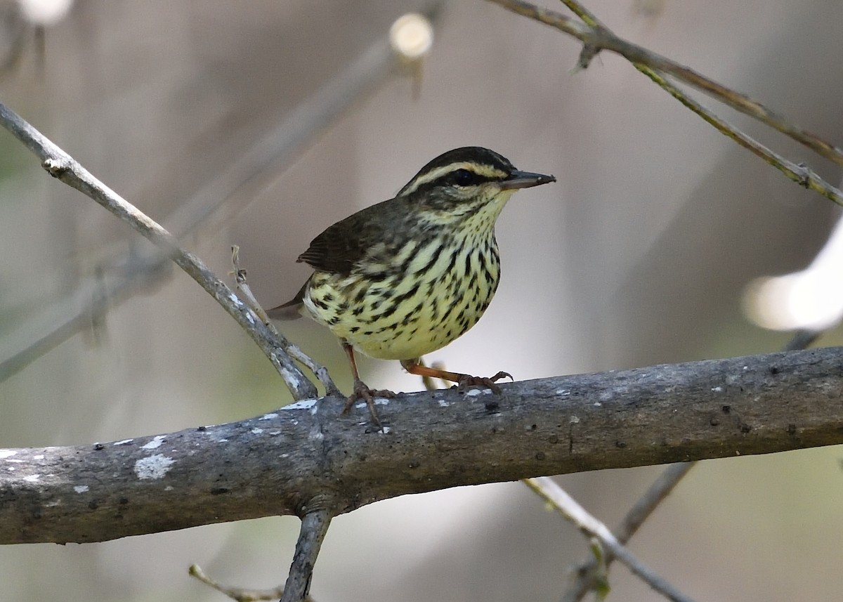 Northern Waterthrush - ML508260121