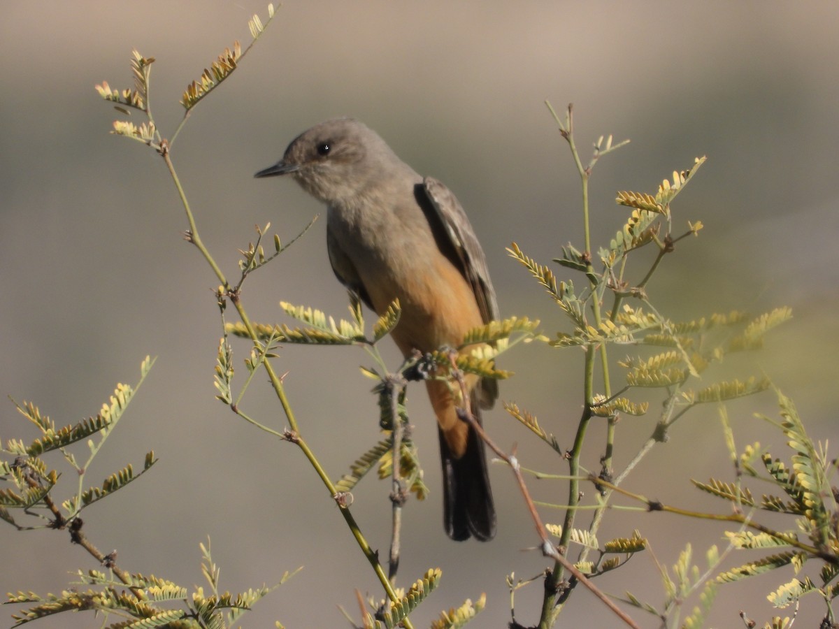 Say's Phoebe - ML508261761