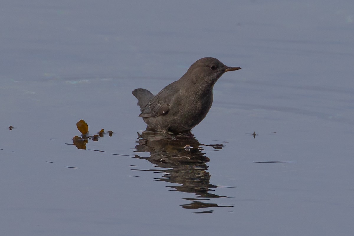 American Dipper - ML508262251