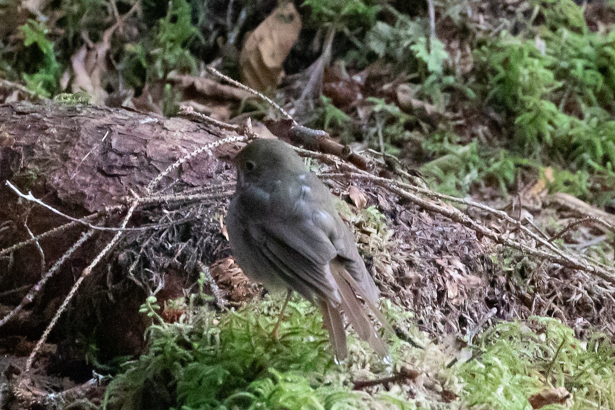 Hermit Thrush - ML508262311