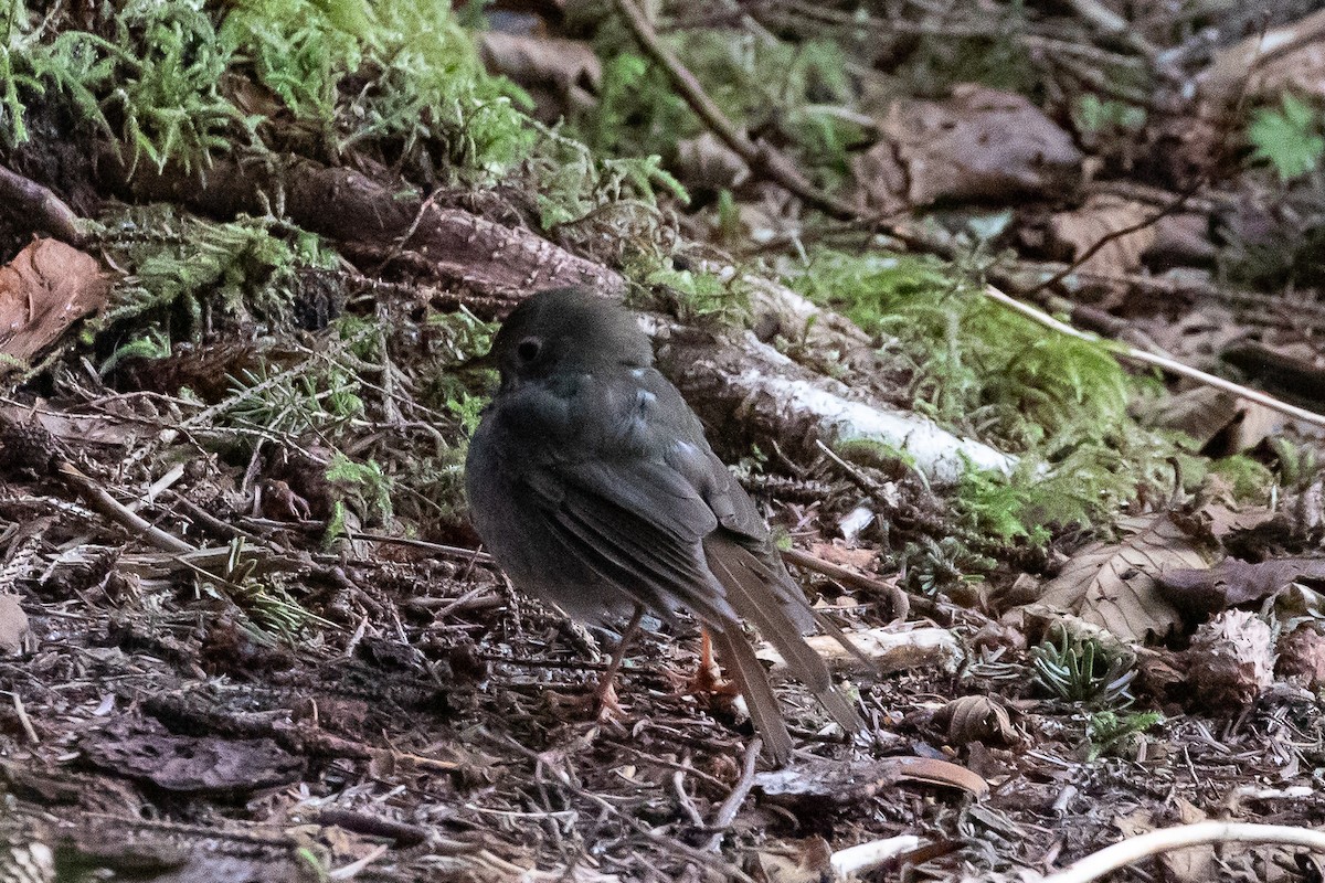 Hermit Thrush - ML508262331