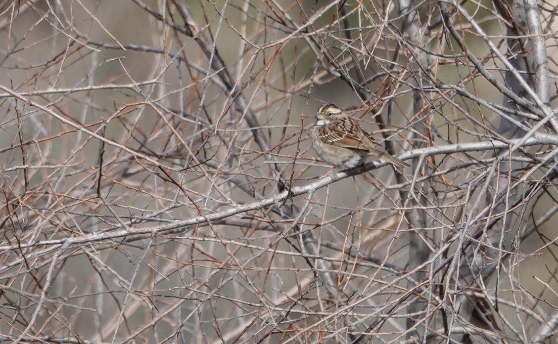 White-throated Sparrow - ML508262511