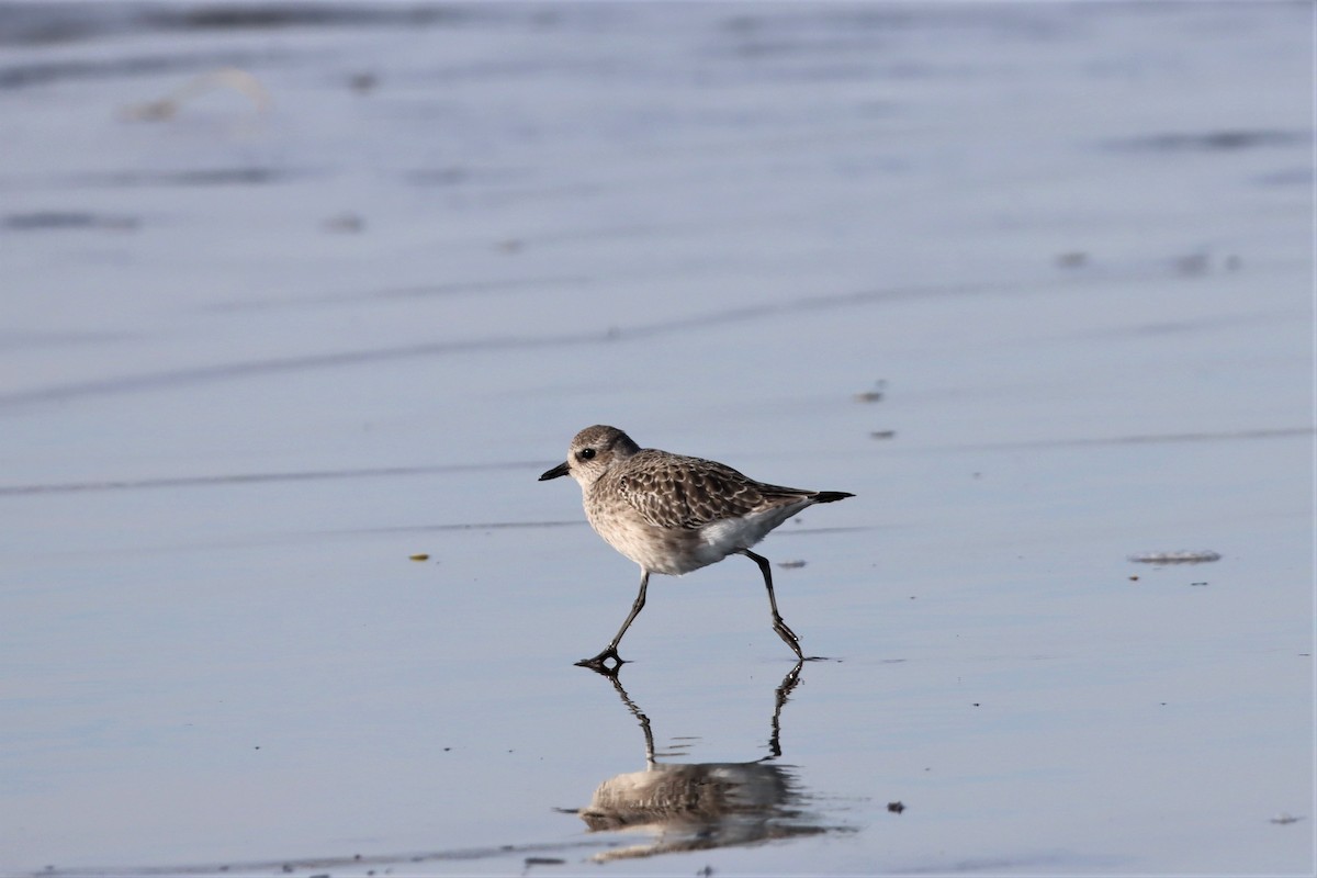 Black-bellied Plover - ML508263231