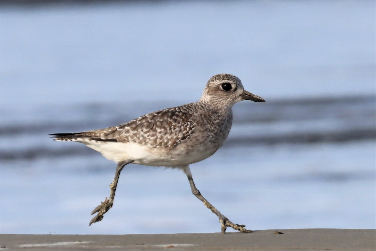 Black-bellied Plover - ML508263331