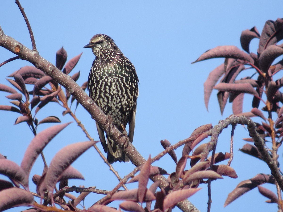 European Starling - ML50826361