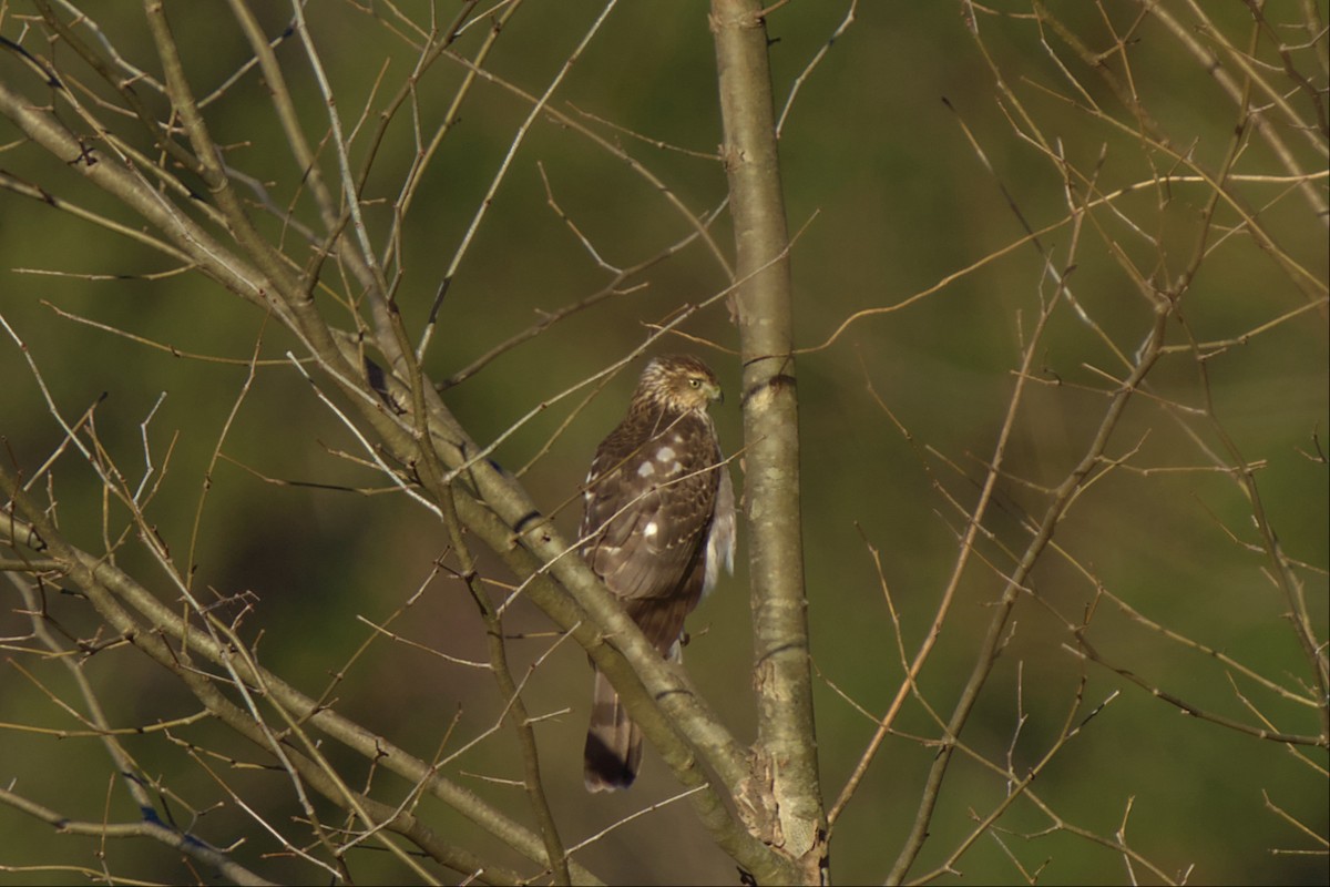 Cooper's Hawk - ML508264021