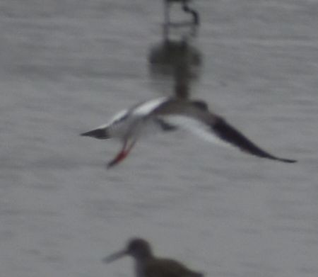 Common Redshank - Sally Anderson