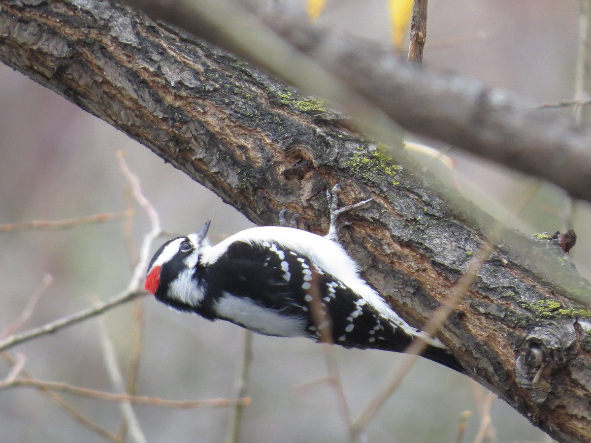 Downy Woodpecker - ML50826561