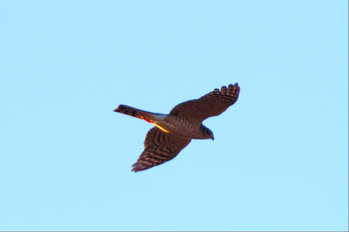 Sharp-shinned Hawk - ML508265941