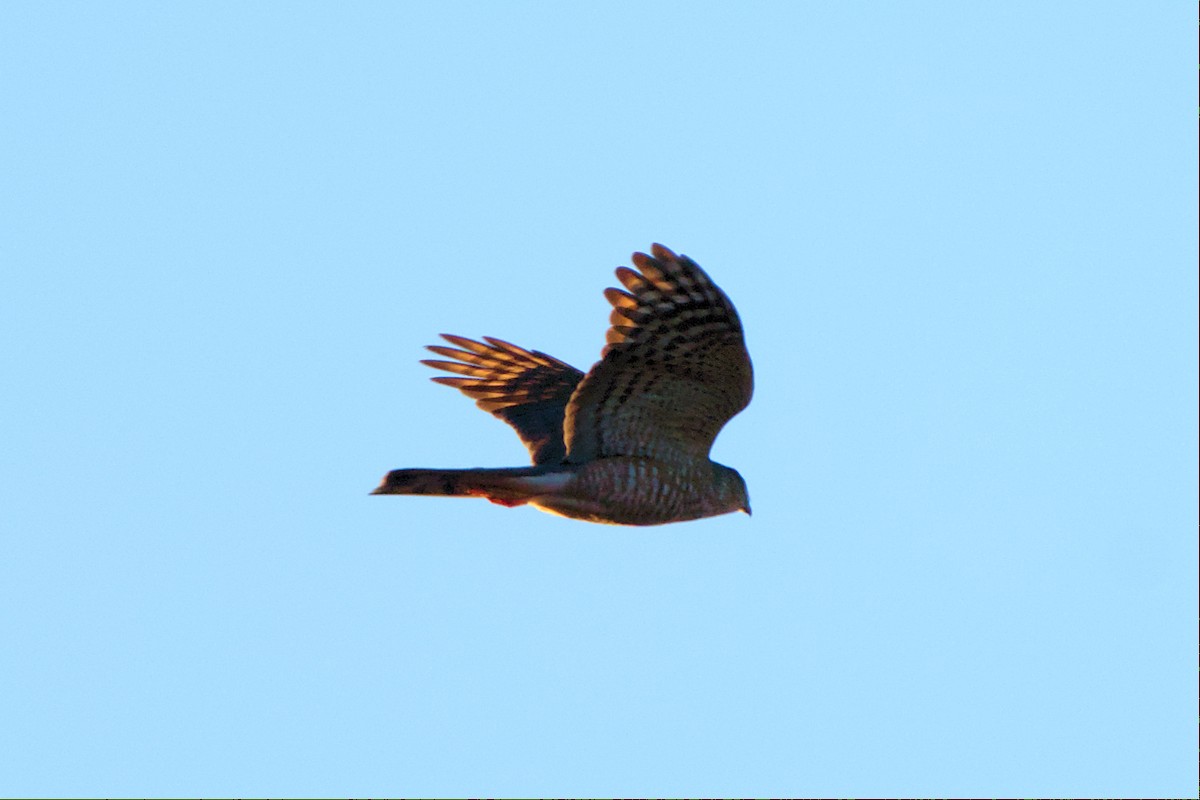 Sharp-shinned Hawk - ML508265951