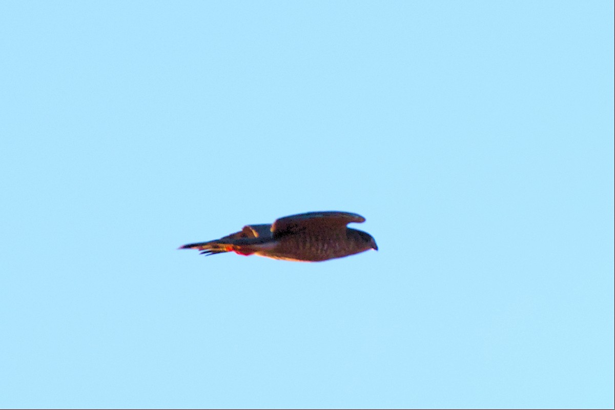 Sharp-shinned Hawk - ML508265961