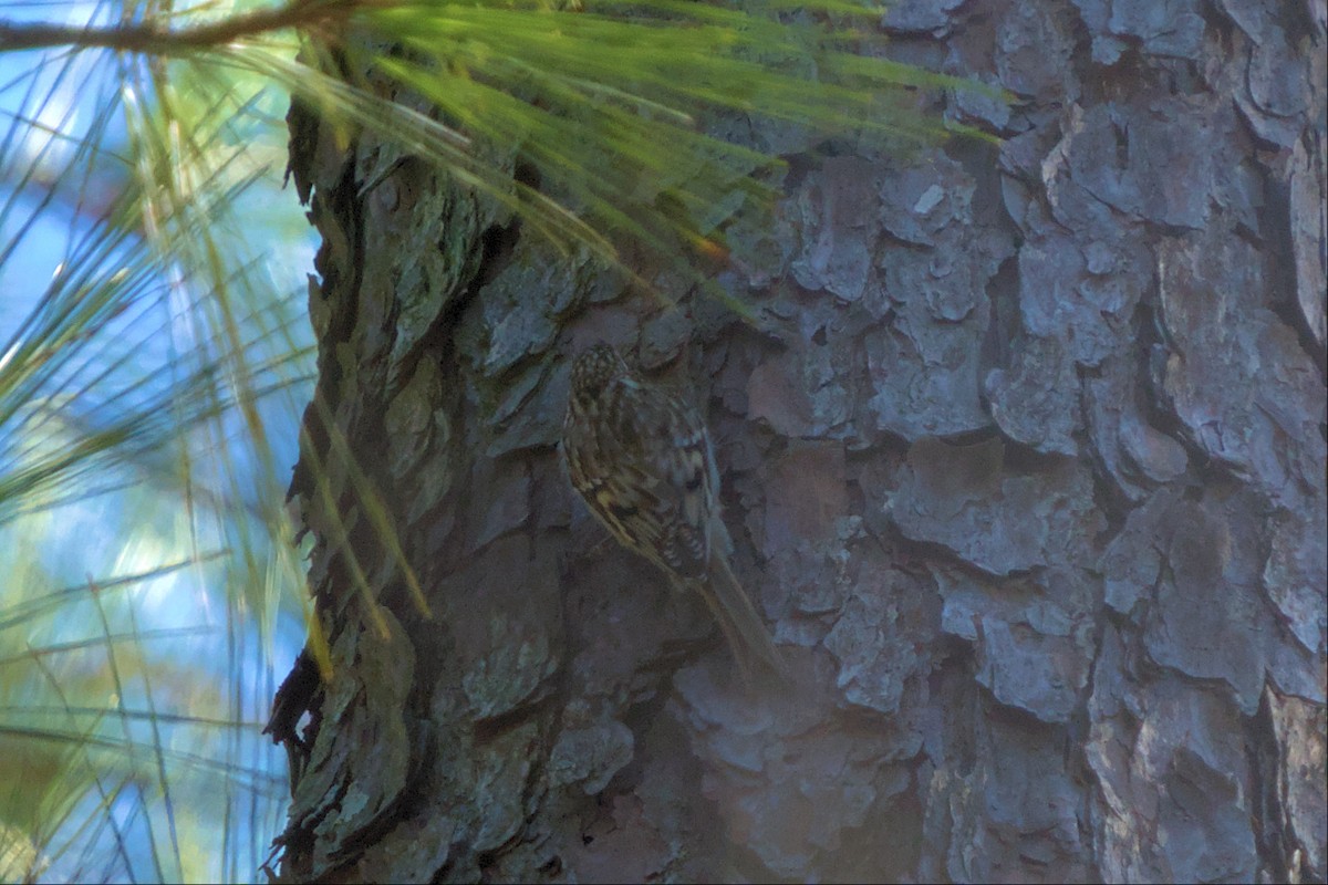Brown Creeper - ML508266041