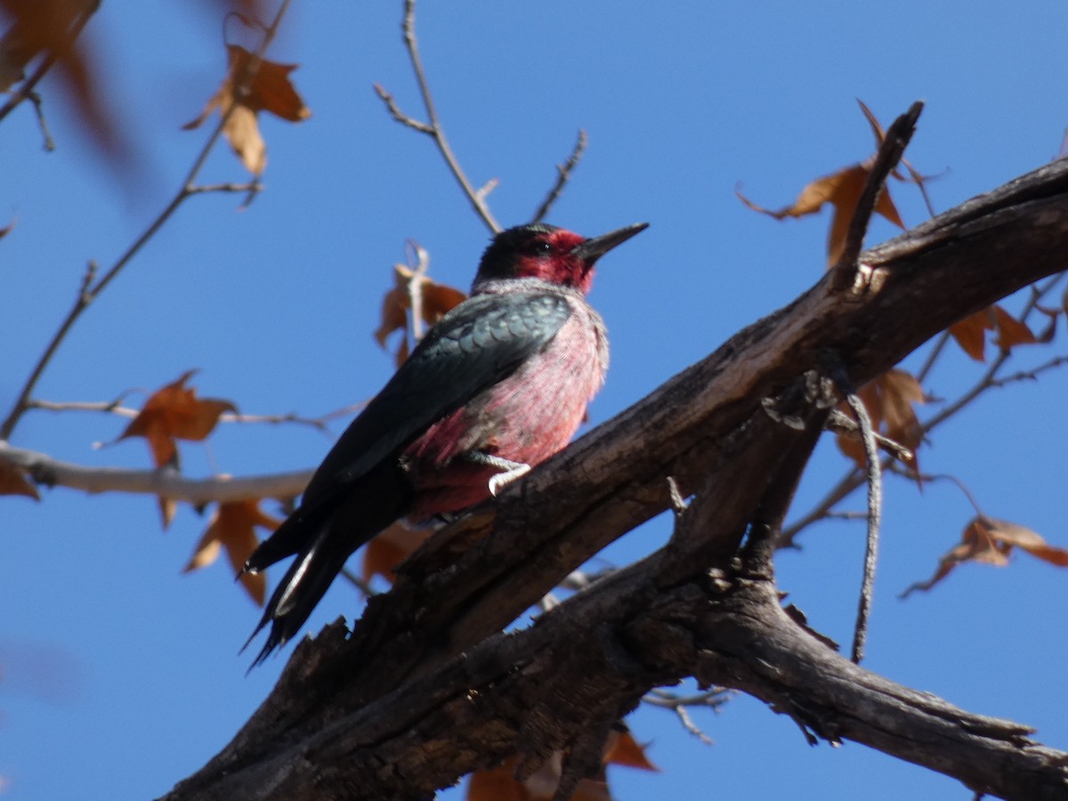 Lewis's Woodpecker - ML508266091