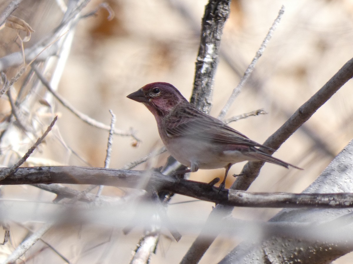 Cassin's Finch - ML508266281