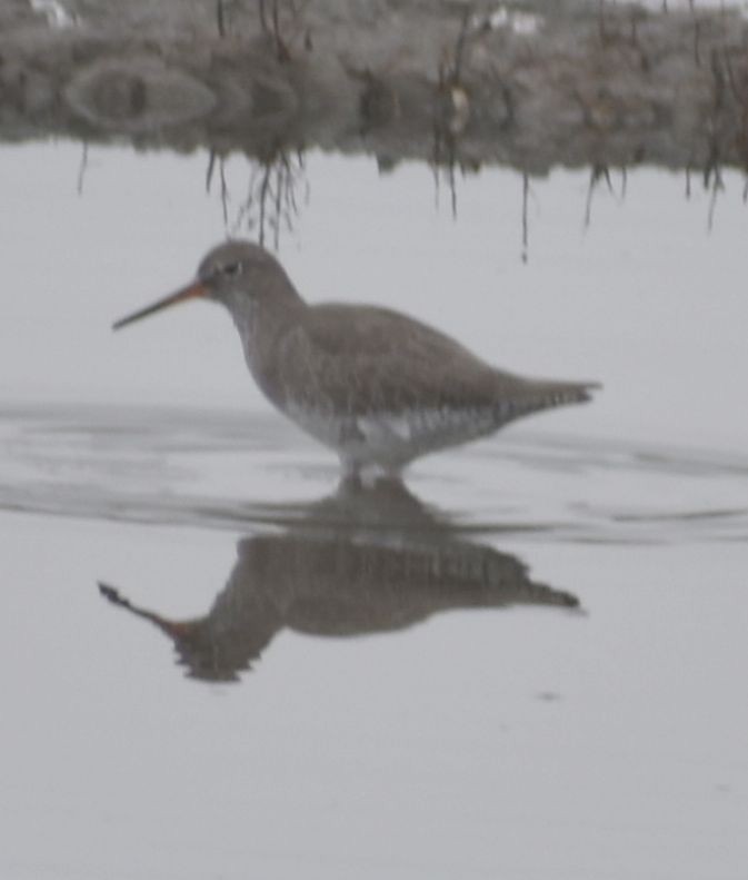 Common Redshank - ML508266331