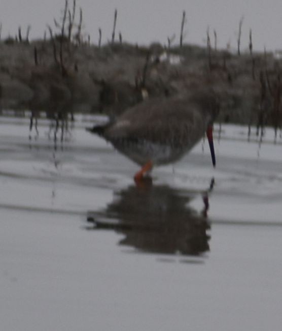 Common Redshank - Sally Anderson