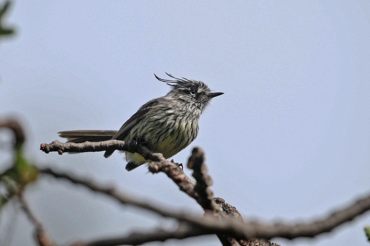 Tufted Tit-Tyrant - Charley Hesse TROPICAL BIRDING