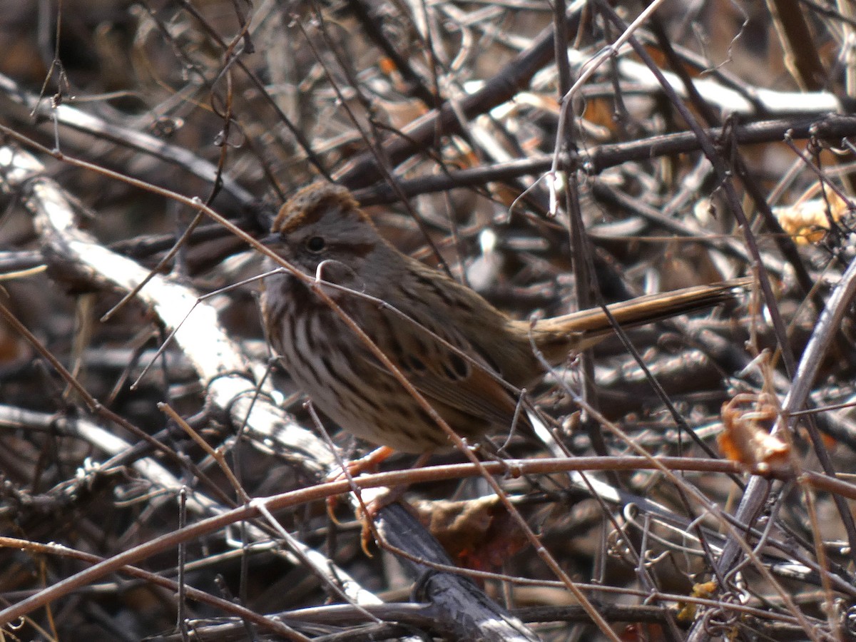 Song Sparrow - ML508266661