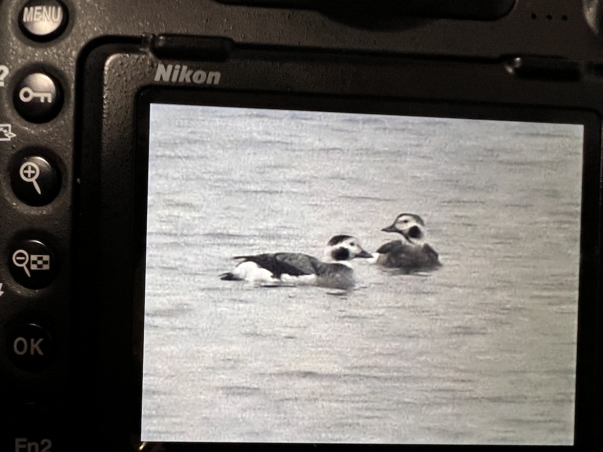 Long-tailed Duck - ML508266981