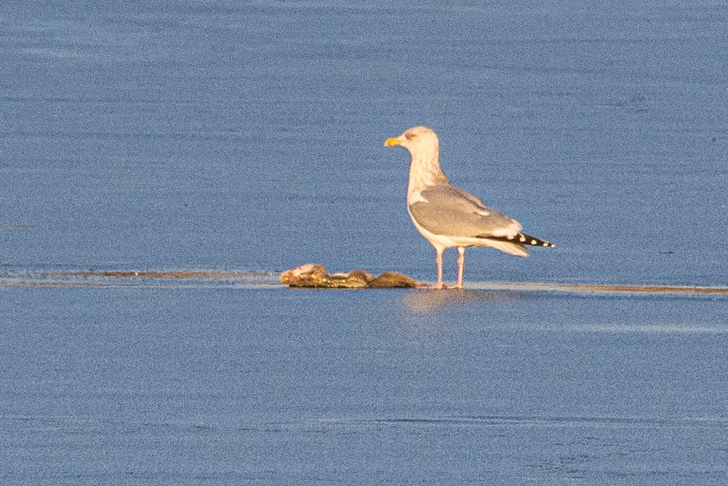 Herring Gull (American) - Stephen Price