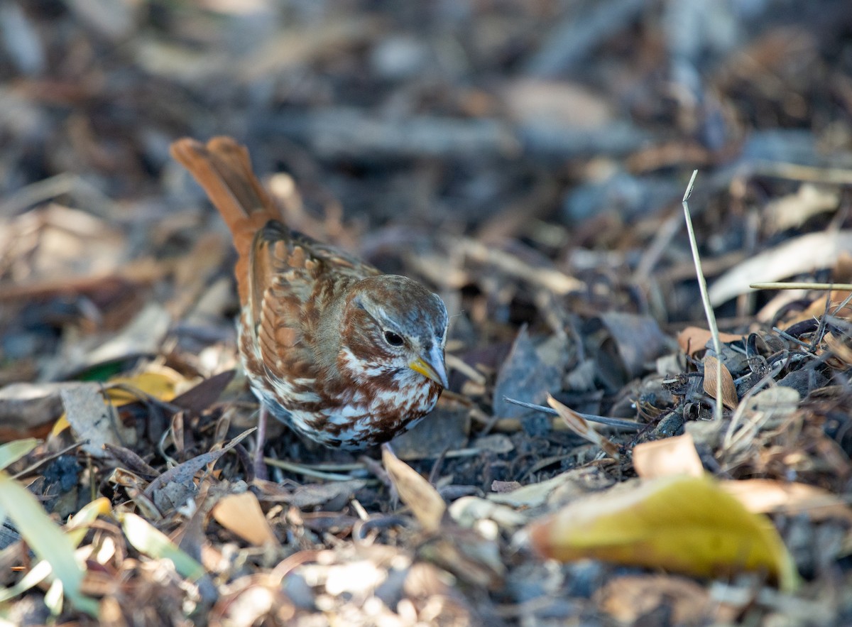 Fox Sparrow (Red) - ML508267381