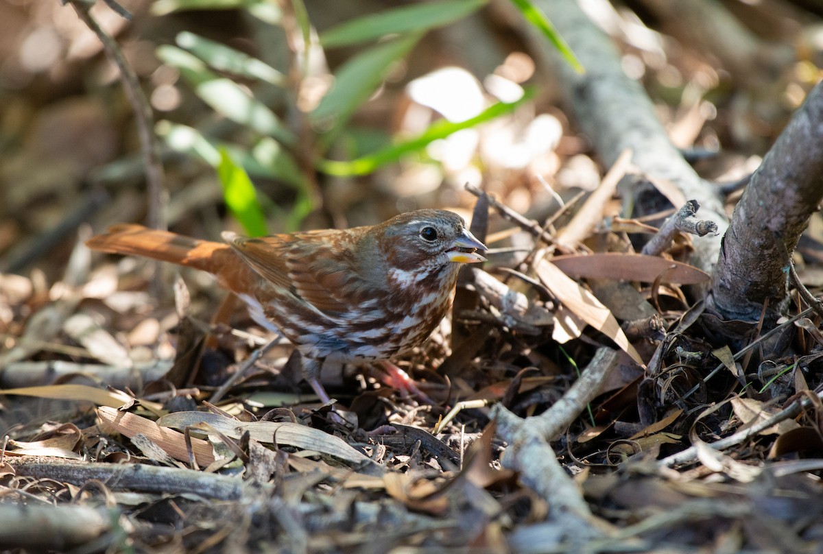 Fox Sparrow (Red) - ML508267391