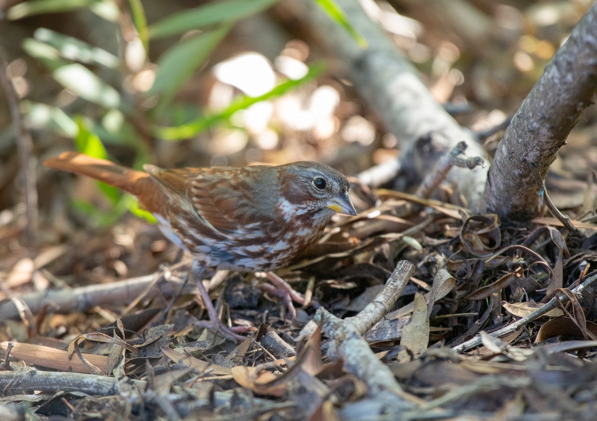 Fox Sparrow (Red) - ML508267401
