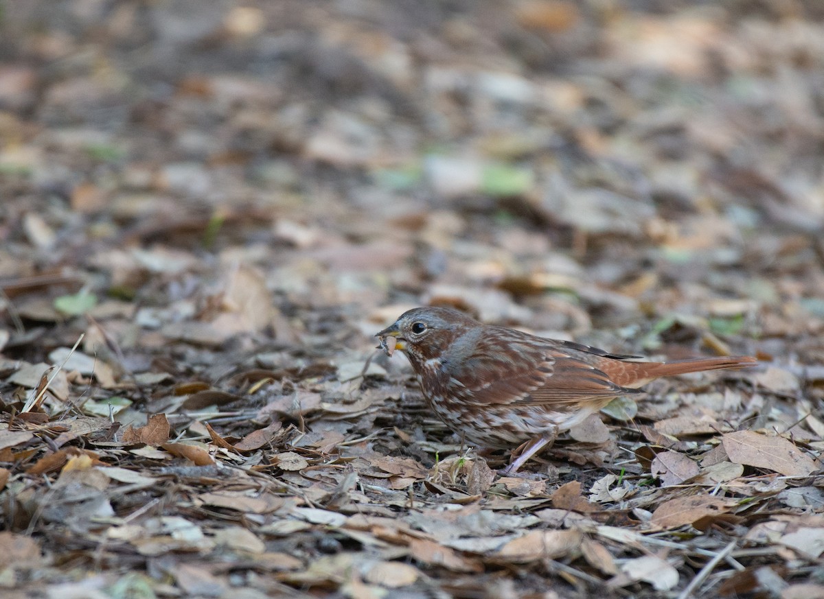 Fox Sparrow (Red) - ML508267411
