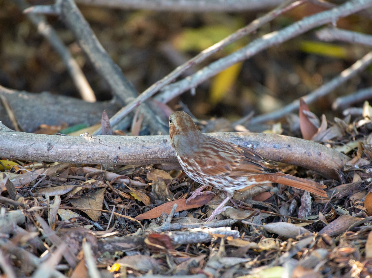 Fox Sparrow (Red) - ML508267421