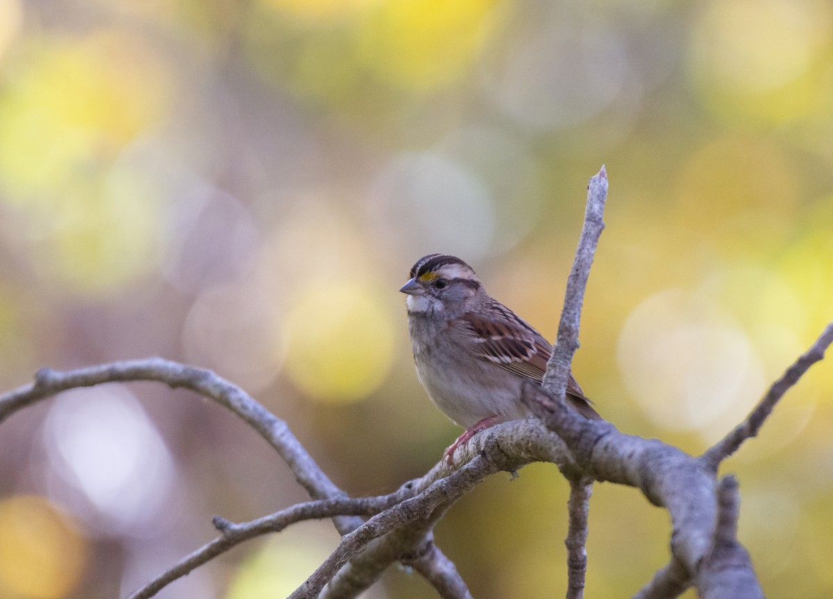 White-throated Sparrow - ML508268161