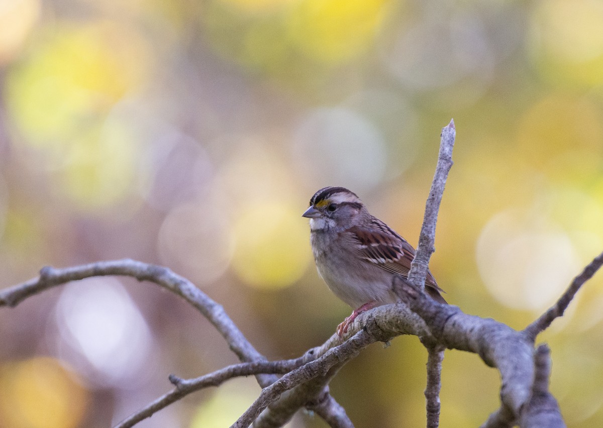 White-throated Sparrow - ML508268201