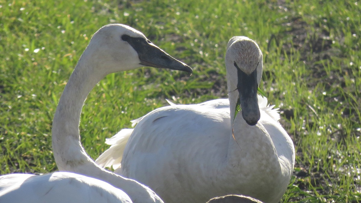 Trumpeter Swan - ML508270621