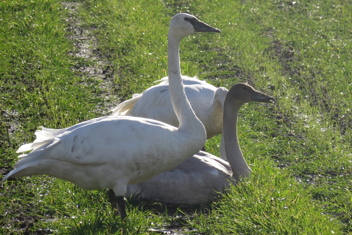 Trumpeter Swan - ML508270631