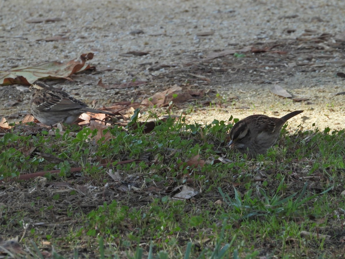 White-throated Sparrow - ML508270971