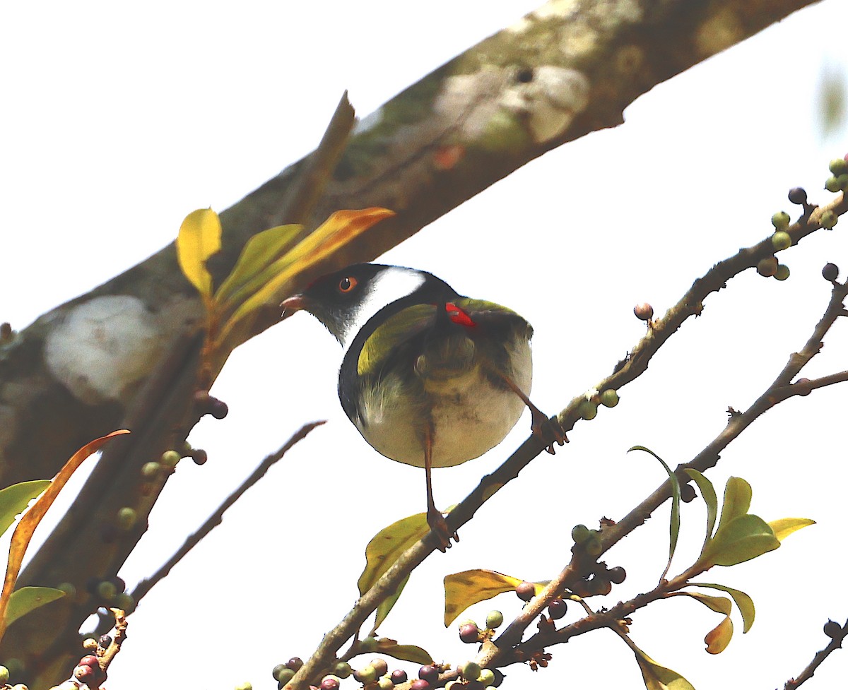 Pin-tailed Manakin - ML508271061