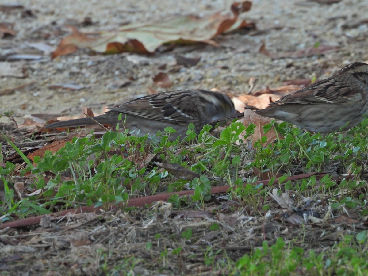 White-throated Sparrow - ML508271201