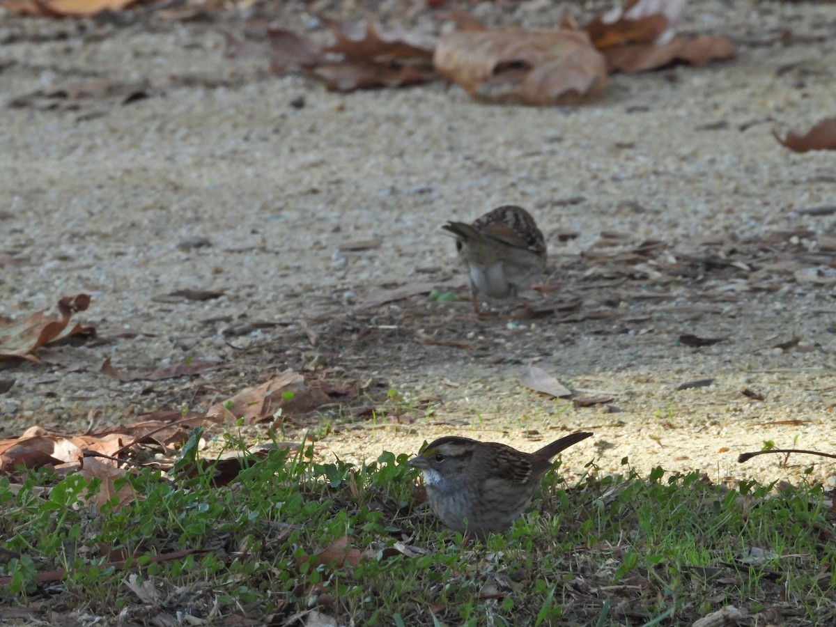 White-throated Sparrow - ML508271441