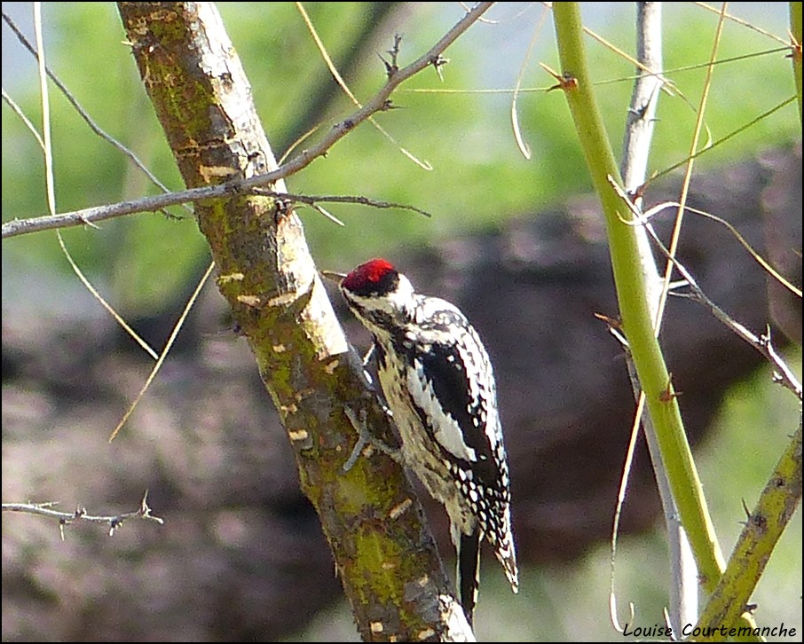 Yellow-bellied Sapsucker - Louise Courtemanche 🦅