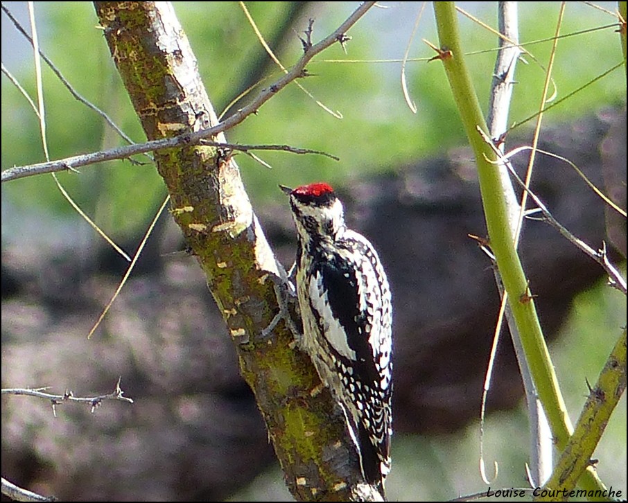 Yellow-bellied Sapsucker - ML50827191