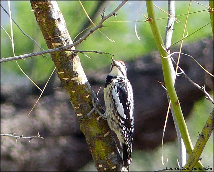 Yellow-bellied Sapsucker - Louise Courtemanche 🦅