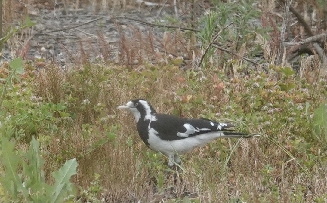 Magpie-lark - Judith White