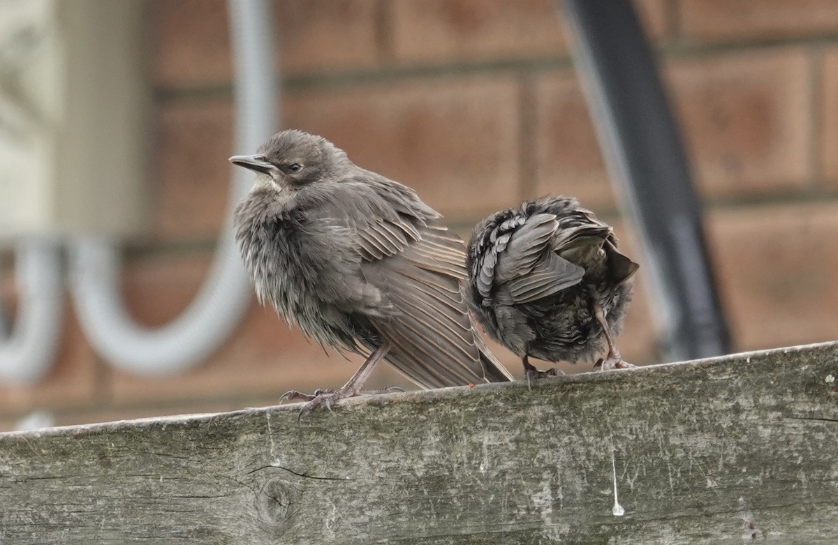 European Starling - ML508272261