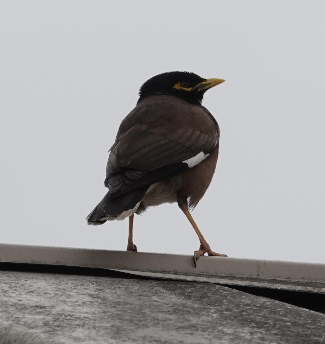 Common Myna - ML508272351