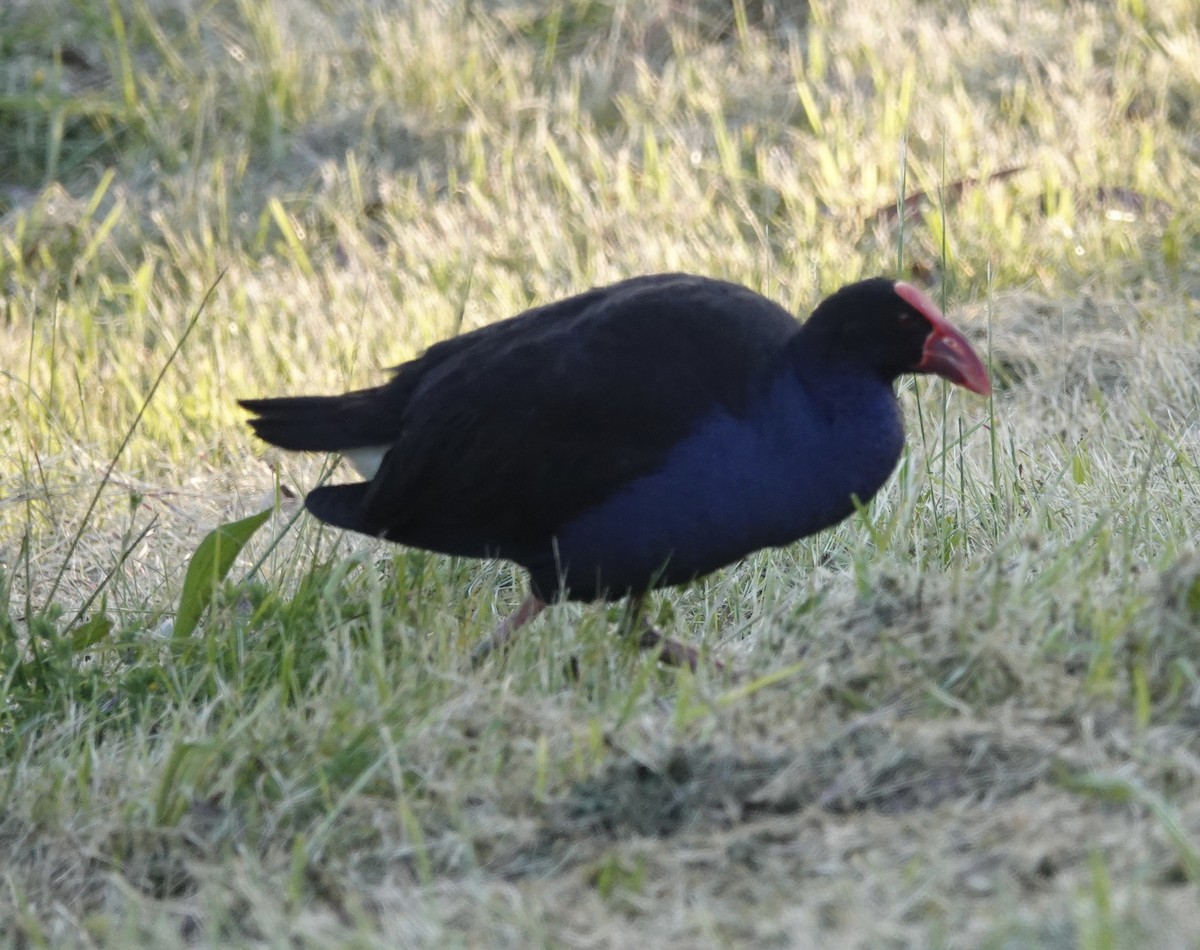 Australasian Swamphen - ML508272901