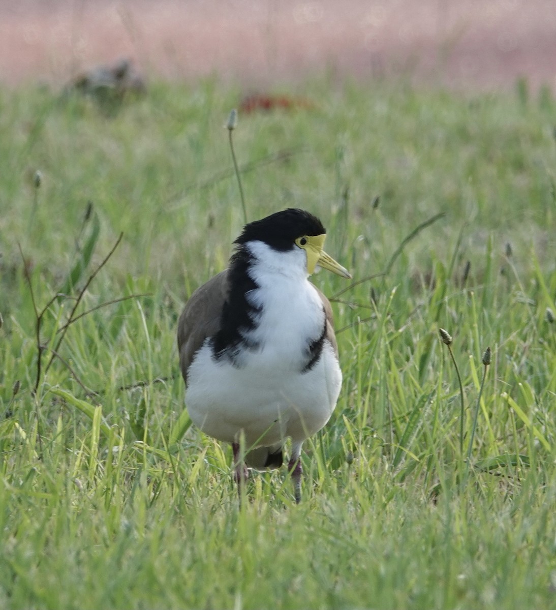 Masked Lapwing - ML508273021