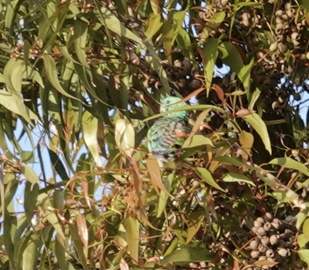 Red-rumped Parrot - ML508273071