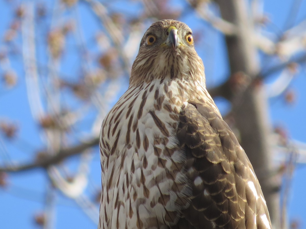 Cooper's Hawk - Ian Hearn